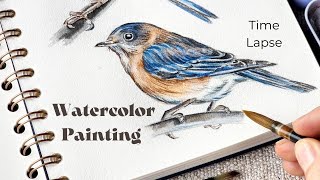 Realistic Bird Watercolor Painting - How To Paint A Blue Bird - My Painting Proc