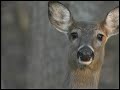 Stranger In The Woods Sneak Peak