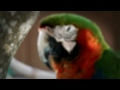 Birds - Sony HDR AX2000 test shots