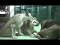 ライオン家族の絆