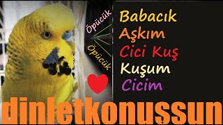 Babacık Aşkım Cici Kuş Kuşum Cicim Muah Öpücük Öpücük - Konuşan Muhabbet Kuşu Fıstık