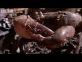 Crab