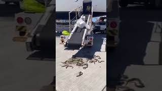 Snake In Airplane