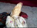 image Ayam Ogan Ayam Bangkok Super Abar Si Salju Ayam Mas Ogan 02195767979