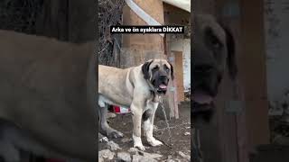 Dev Malaklı Çoban Köpeği