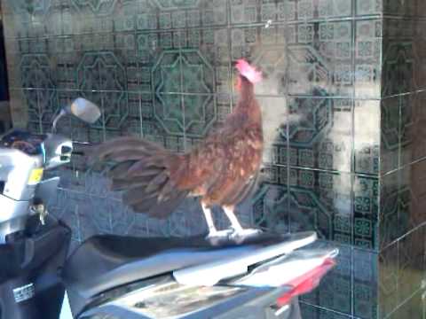 Yunus Badawi: Bapak Ayam, bukit Bintang (18sx)