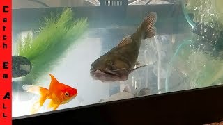 Blob Catfish Love Dfish
