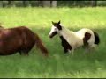 BIG RANCH PAINT & QUARTER HORSES * Venezuela *
