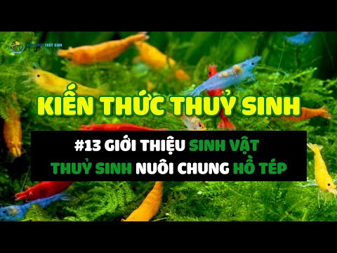 KTTS #13 Cá cảnh nuôi chung hồ tép cảnh