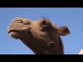 Camel Cheese Preview Mongolia Camel Cheese Preview Mongolia