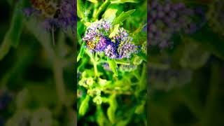 Honeybee Download Link In Description Natural 4K Video The Nature