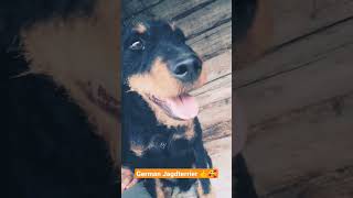 German Jagdterrier