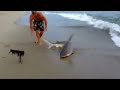 Man wrestles a 7 foot long shark to shore in Massachusetts