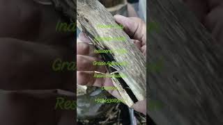 Proven1 Super Inducer