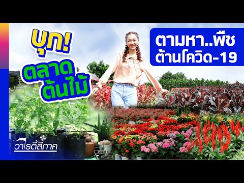 ตลาดต้นไม้ใหญ่ที่สุด สวรรค์คนรักธรรมชาติ / วิถีสี่ภาค /วาไรตี้สี่ภาค EP.69