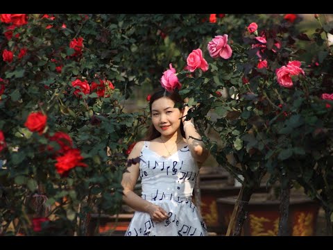 Hoa hồng thân gỗ. Vườn hồng thân gỗ đẹp nhất Tây Bắc
