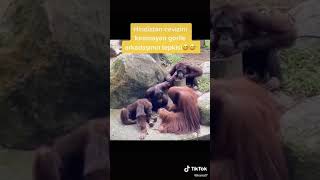 Hi̇ndi̇stan Cevi̇zi̇ni̇ Kiramayan Gori̇le Arkadaşinin Tepki̇si̇