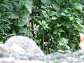 Gray Fox family 7 9 09 am1
