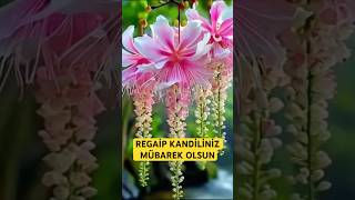 Regai̇p Kandi̇li̇ Duali Kisa Vi̇deo