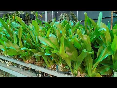 VŨ NỮ HOÀNG HẬU XANH VÀ CỬU BẢO TIÊN LAI VANDA CẬP BẾN..LH 0393998895/0966121377