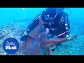 GIANT octopus dangerously attacks diver in Russian waters