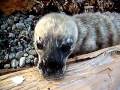 Baby seal at Beach Gardens june 9 2010