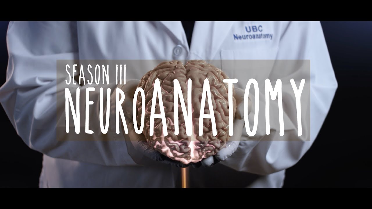 Neuroanatomy Season 3: Trailer
