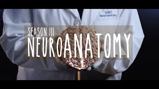 Neuroanatomy Season 3: Trailer