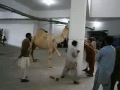 camel qurbani