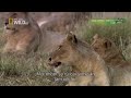 Wildlife