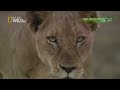 Wildlife