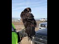 Career on the wing: Falconry on the Central Coast