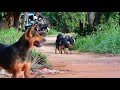 Top Three Dogs Mating on The Road 2021   Three Summer Dogs Meeting !!    Lovely Pets