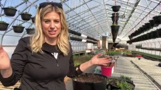 GARDENING WITH DEB LIVE - Planting Hanging Baskets
