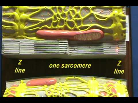 Sarcomere Model Sarcomere Structure - YouTube