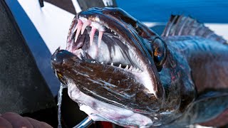 Shallow or Deep (Where's the best place to fish?)