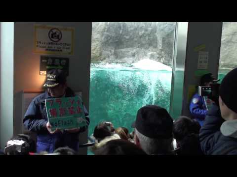 北海道　旭山動物園　ほっきょくぐま館のもぐもぐタイム（遠景）