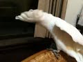 parrot