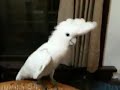 parrot
