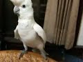 parrot