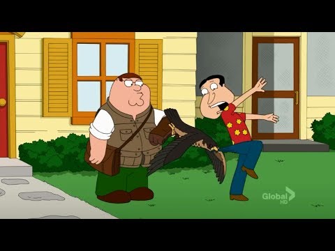 Family Guy - Peter's Bird Attacks Quagmire