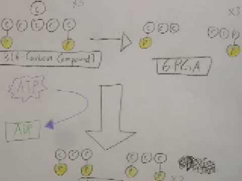 Video About Calvin Cycle Video | Encyclopedia.com