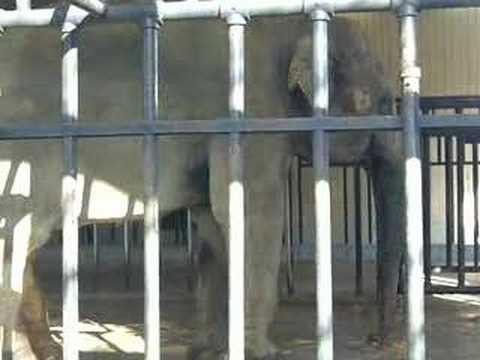 20070311 Zoo05 elephant 京都市動物園ゾウ