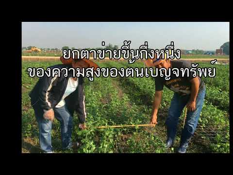 ขั้นตอนการขึงเชือกร้อยตาข่ายแปลงเบญจทรัพย์