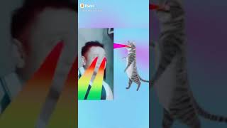 Funny animals