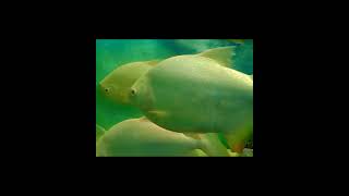 Red Eye White Piranha