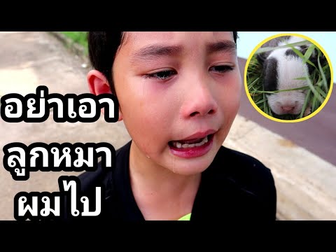 (Eng Sub)แม่กาเหว่า เอาลูกหมาเค้ามาเลี้ยงต้องคืนเค้าไป หนังสั้น |เจไจ๋แปนฟิล์ม (J Jai Pan)