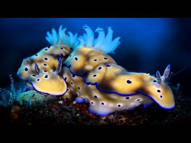 The Scuba Place