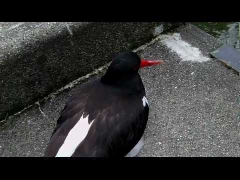 安佐動物公園のミヤコドリ