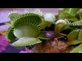 SNAIL DESTROYED BY VENUS FLY TRAP!!! Produced by The Naked Landscaper